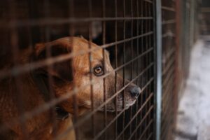 Animal-shelter (1)
