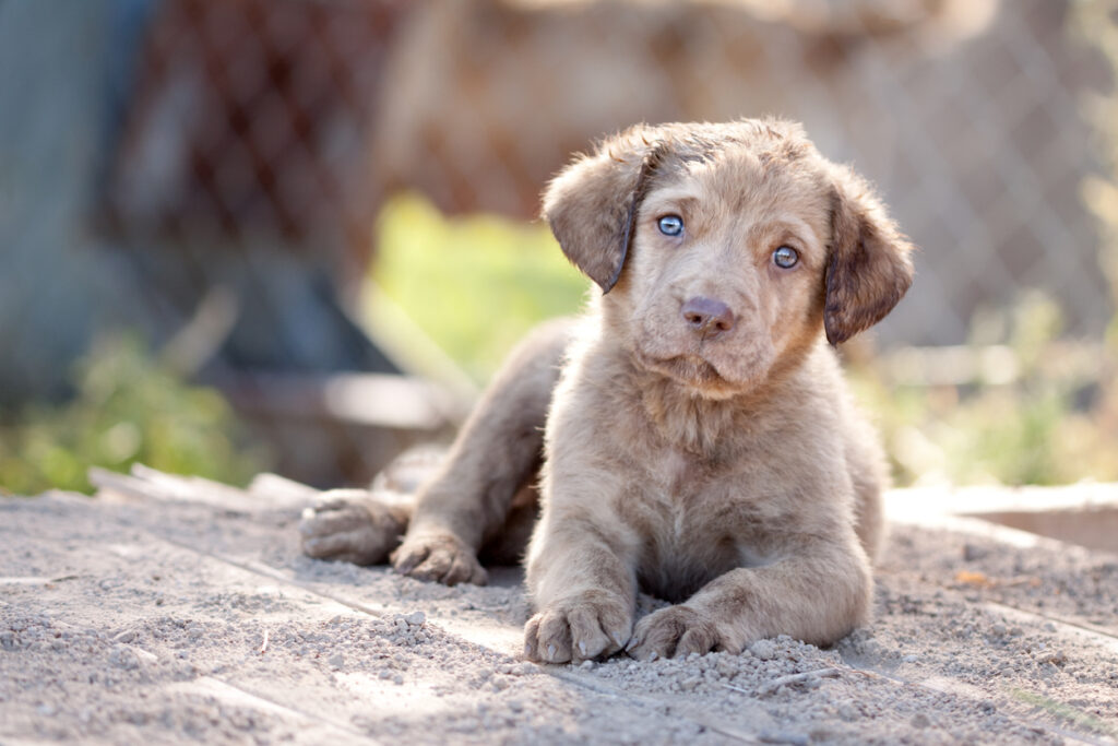 Keeping Pets with Their Families