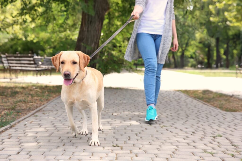 Keeping Pets in Homes, Where They Belong