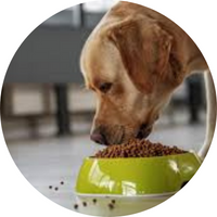 How to Request Pet Food Assistance