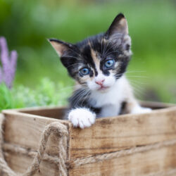 cat