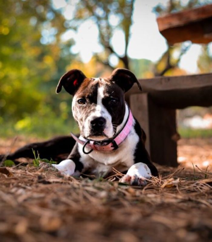 dog1-600x600